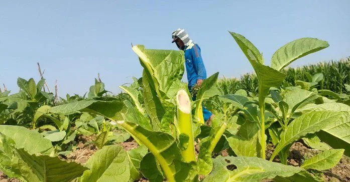 Tembakau milik petani Probolinggo