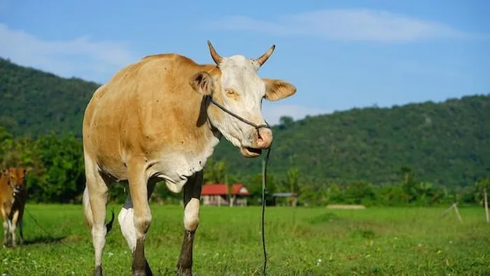 Indonesia Membuka Opsi Impor Sapi dari Negara Lain Selain Australia