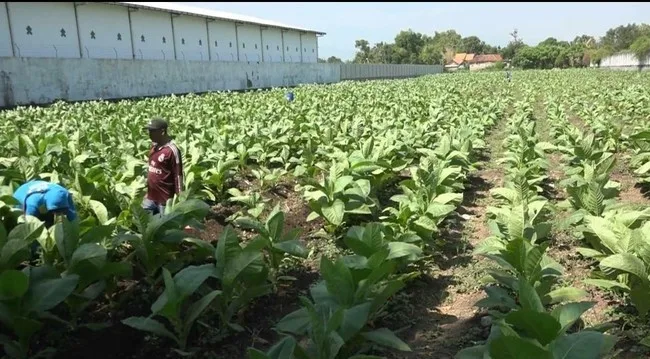Keluhan Petani Tembakau di Probolinggo: Harga Tinggi, Gudang Besar Belum Buka
