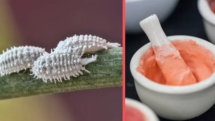 Bahtsul Masail NU Jatim Haramkan Penggunaan Karmin pada Yoghurt