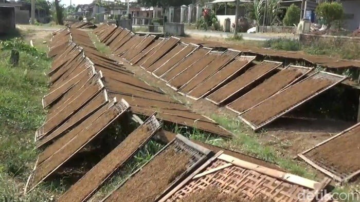 Nasib Baik Buruh Pabrik Rokok di Malang