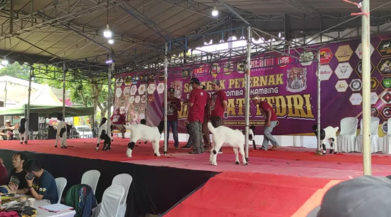 Serunya Kontes Kambing dan Domba Jelang Idul Adha di Kediri