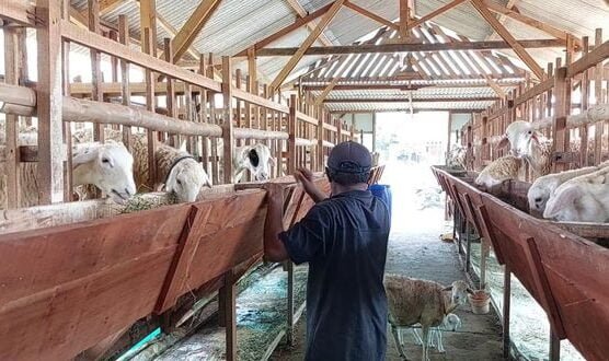 Jelang Idul Adha, Domba di Lamongan Laris Manis