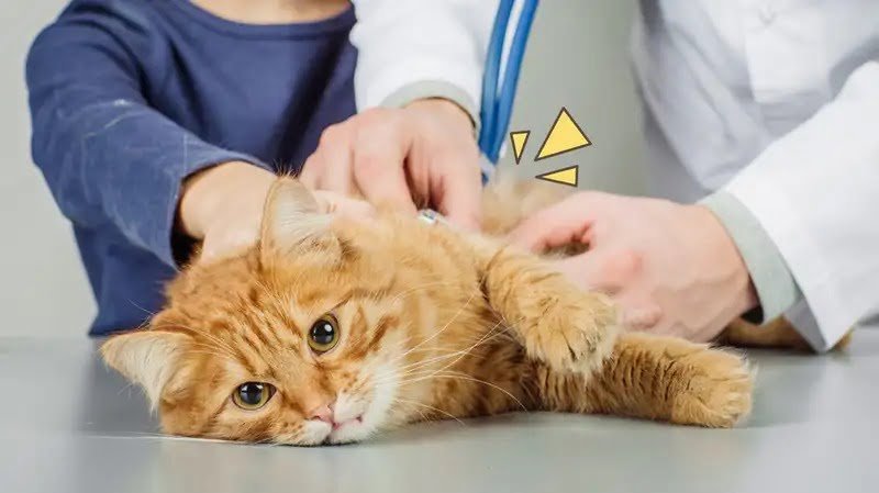 Penyebab dan Cara Mengobati Kucing Mencret