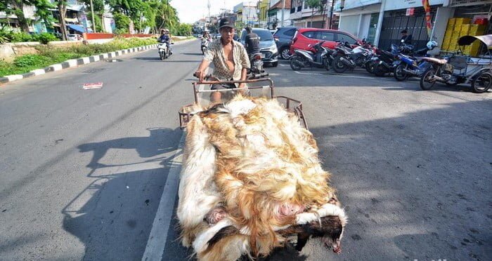 Idul Adha Bawa Berkah, Pengepul Kulit Hewan di Surabaya Panen Rejeki