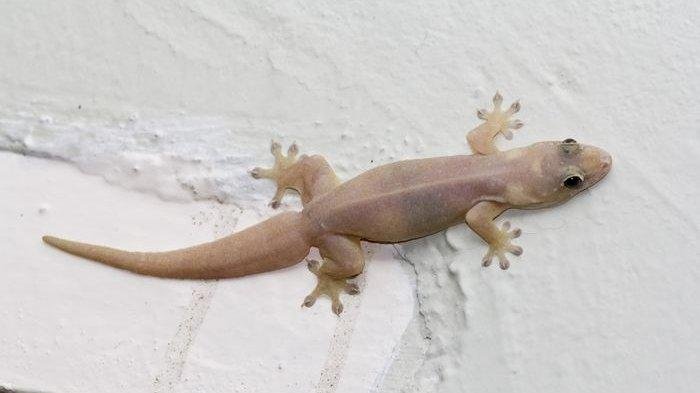 Bukankah Menarik? Cicak Jatuh Bisa Jadi Pertanda Ini!