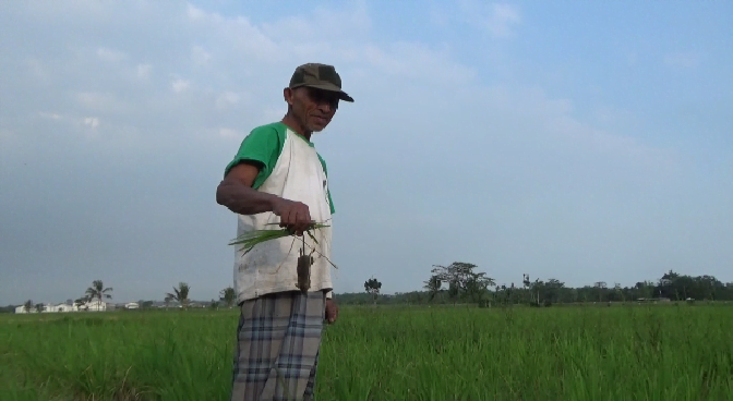 Serangan Hama Tikus di Lumajang Bikin Petani Gigit Jari, Lahan 100 Hektare Gagal Panen!