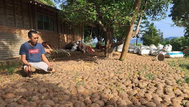 Harga Naik Terus! Petani Porang di Wonogiri Raup Untung Besar