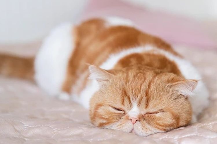 Posisi Tidur Kucing yang Lucu dan Menggemaskan!