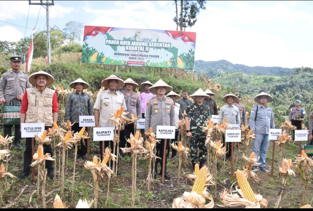 Tulungagung Gelar Panen Raya Jagung Serentak, Presiden Prabowo Beri Apresiasi